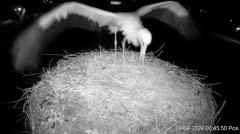 2024-04-29 11_29_47-Projekt Sąsiad Bocian - transmisja na żywo znad gniazda bociana białego w Woli Z.jpg