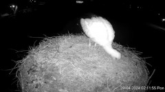 2024-04-29 11_30_27-Projekt Sąsiad Bocian - transmisja na żywo znad gniazda bociana białego w Woli Z.jpg