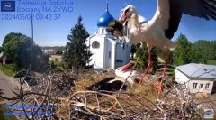 2024-05-02 21_43_53-Gniazdo Bocianie - Telewizja Sokółka [NA ŻYWO] _ IP Camera_ Stork's nest [LIVE] .jpg