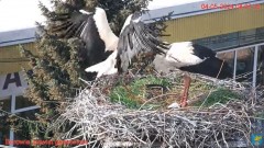 2024-05-04 18_39_18-Transmisja na żywo z gniazda rodziny bocianów w Borowiu, powiat garwoliński - Yo.jpg
