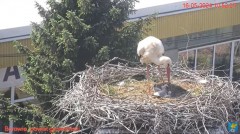 2024-05-16 22_06_50-Transmisja na żywo z gniazda rodziny bocianów w Borowiu, powiat garwoliński - Yo.jpg