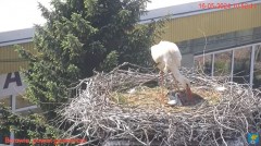 2024-05-16 22_07_03-Transmisja na żywo z gniazda rodziny bocianów w Borowiu, powiat garwoliński - Yo.jpg