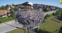 2024-05-17 10_15_33-BOCIANY kamera na żywo z gniazda w Pasłęku – Maxthon.jpg