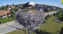 2024-05-17 10_15_40-BOCIANY kamera na żywo z gniazda w Pasłęku – Maxthon.jpg