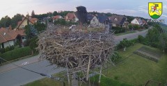 2024-05-26 20_43_29-BOCIANY kamera na żywo z gniazda w Pasłęku – Maxthon.jpg