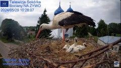 2024-05-29 22_08_49-Gniazdo Bocianie - Telewizja Sokółka [NA ŻYWO] _ IP Camera_ Stork's nest [LIVE] .jpg