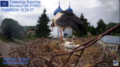 2024-05-29 22_10_04-Gniazdo Bocianie - Telewizja Sokółka [NA ŻYWO] _ IP Camera_ Stork's nest [LIVE] .jpg
