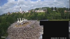 2024-05-31 21_27_47-Biecz gniazdo bocianów - YouTube – Maxthon.jpg