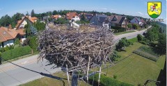 2024-06-01 11_08_38-BOCIANY kamera na żywo z gniazda w Pasłęku – Maxthon.jpg