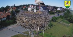 2024-06-04 15_20_24-BOCIANY kamera na żywo z gniazda w Pasłęku – Maxthon.jpg