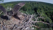 2019-07-09 13_36_52-Rybołowy Online Puszcza Barlinecka _ Ospreys Online in Barlinecka Forest - YouTu.jpg