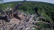 2019-07-09 13_36_51-Rybołowy Online Puszcza Barlinecka _ Ospreys Online in Barlinecka Forest - YouTu.jpg