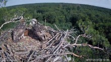 2019-07-09 13_36_32-Rybołowy Online Puszcza Barlinecka _ Ospreys Online in Barlinecka Forest - YouTu.jpg