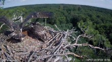 2019-07-09 13_35_55-Rybołowy Online Puszcza Barlinecka _ Ospreys Online in Barlinecka Forest - YouTu.jpg