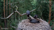 2019-07-23 18_25_02-Bocian czarny Online Puszcza Notecka _ Black stork Online Notecka Forest - YouTu.png