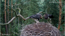 2019-08-01 17_48_05-Bocian czarny Online Puszcza Notecka _ Black stork Online Notecka Forest - YouTu.png