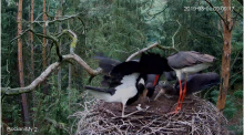 2019-08-01 17_50_52-Bocian czarny Online Puszcza Notecka _ Black stork Online Notecka Forest - YouTu.png