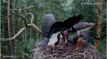 2019-08-01 17_50_55-Bocian czarny Online Puszcza Notecka _ Black stork Online Notecka Forest - YouTu.png