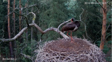 2019-08-01 20_35_35-(1) Bocian czarny Online Puszcza Notecka _ Black stork Online Notecka Forest - Y.png