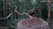 2019-08-01 20_35_51-(1) Bocian czarny Online Puszcza Notecka _ Black stork Online Notecka Forest - Y.png