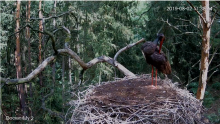 2019-08-02 17_32_37-Bocian czarny Online Puszcza Notecka _ Black stork Online Notecka Forest - YouTu.png