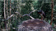 2019-08-02 17_33_11-Bocian czarny Online Puszcza Notecka _ Black stork Online Notecka Forest - YouTu.png