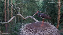 2019-08-02 17_34_13-Bocian czarny Online Puszcza Notecka _ Black stork Online Notecka Forest - YouTu.png