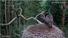 2019-08-02 17_34_38-Bocian czarny Online Puszcza Notecka _ Black stork Online Notecka Forest - YouTu.png