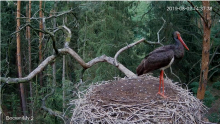 2019-08-02 17_36_36-Bocian czarny Online Puszcza Notecka _ Black stork Online Notecka Forest - YouTu.png