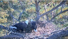 2021-11-10 20_00_02-Berry College Eagle Cam 2021 – Cent Browser.jpg