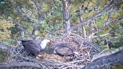 2021-11-11 20_28_57-Berry College Eagle Cam 2021 – Kinza.jpg