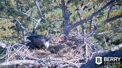 2021-11-15 19_48_23-Berry College Eagle Cam 2021 – Kinza.jpg