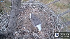 2021-11-17 17_40_08-Berry College Eagle Cam 2021 – Kinza.jpg