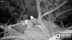 2021-11-19 16_34_55-Berry College Eagle Cam 2021 – Kinza.jpg