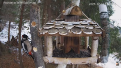 2021_12_01_16_27_56_Hrănitoarea_păsărilor_sălbatice_Wild_bird_feeder_YouTube_Mozilla_Firefox.png