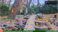 2021_12_01_16_49_34_LIVE_Forest_Bird_Feeder_Wildlife_Camera_Ground_Bird_Feeder_De_Mortel_The_.png