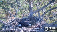 2021-12-03 20_02_43-Berry College Eagle Cam 2021 – Kinza.jpg