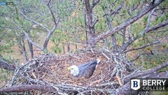 2021-12-06 19_37_50-Berry College Eagle Cam 2021 – Kinza.jpg