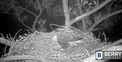 2021-12-09 10_43_14-Berry College Eagle Cam 2021 – Kinza.jpg