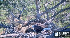 2021-12-14 20_11_57-Berry College Eagle Cam 2021 – Kinza.jpg