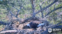 2021-12-14 20_12_17-Berry College Eagle Cam 2021 – Kinza.jpg