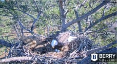 2021-12-14 20_12_53-Berry College Eagle Cam 2021 – Kinza.jpg