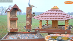 2021_12_15_14_21_43_9_LIVE_Bird_Feeder_Cams_From_Around_the_World_2021_Bird_Watching_HQ_Mozill.png