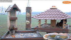 2021_12_15_14_25_32_9_LIVE_Bird_Feeder_Cams_From_Around_the_World_2021_Bird_Watching_HQ_Mozill.png