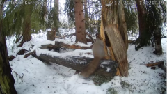 2021_12_17_19_04_44_KURRELIVE_SQUIRREL_LIVE_STREAM_LUONTOLIVE_YouTube_Mozilla_Firefox.png