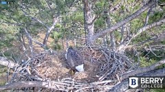 2021-12-17 21_41_21-Berry College Eagle Cam 2021 – Kinza.jpg