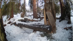 2021_12_19_13_36_37_KURRELIVE_SQUIRREL_LIVE_STREAM_LUONTOLIVE_YouTube_Mozilla_Firefox.png