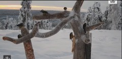 2021-12-21 21_35_41-Bird – WWF Suomi – Kinza.jpg