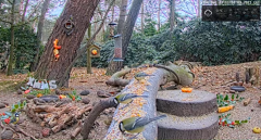 2021_12_23_11_31_39_LIVE_Forest_Bird_Feeder_Wildlife_Camera_Ground_Bird_Feeder_De_Mortel_The_.png