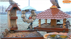 2021_12_23_18_28_56_9_LIVE_Bird_Feeder_Cams_From_Around_the_World_2021_Bird_Watching_HQ_Mozill.png